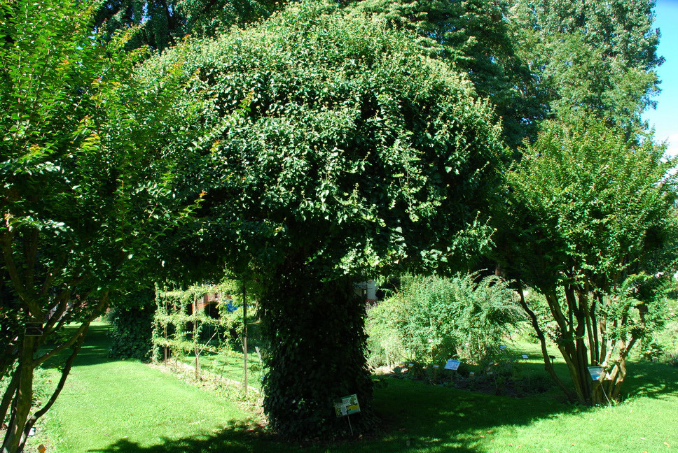 Orto Botanico_012.JPG - EDERA